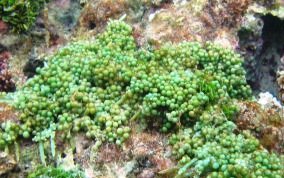Green Grape Alga - Green Algae
