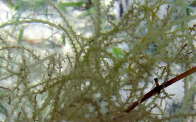 Spiny Seaweed - Acanthophora spicifera