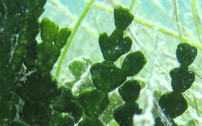 Three Finger Leaf - Green Algae