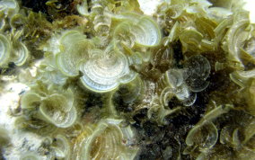 White Scroll Alga - Brown Algae