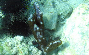 Corky Sea Finger - Briareum asbestium