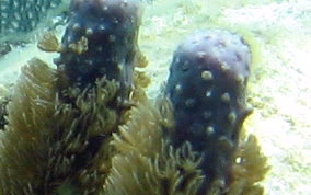Corky Sea Finger - Briareum asbestium