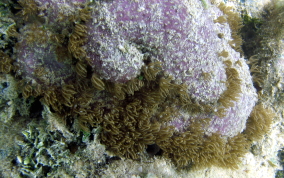 Encrusting Corky Sea Finger - Briareum asbestium