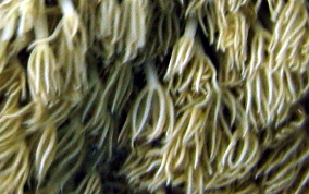 Encrusting Corky Sea Finger - Briareum asbestium