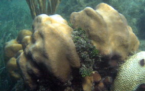 Boulder Star Coral - Montastraea annularis
