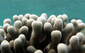 Finger Coral -  Porites porites
