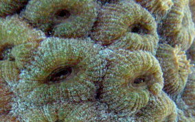 Great Star Coral - Montestrea cavernosa