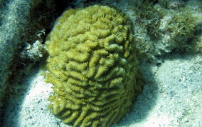 Maze Coral - Meandrina meandrites