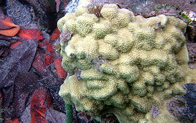 Mustard Hill Coral - Porites astreoides