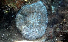 Solitary Disk Coral - Scolymia cubensis
