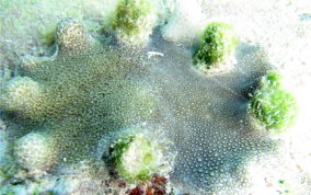 Ten Ray star Coral - Madracis decactis