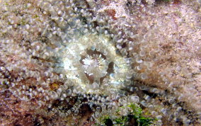 Corkscrew Sea Anemone - Bartholomea annulata