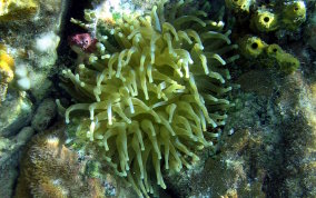 Giant Sea Anemone - Condylactus gigantea - USVI Caribbean