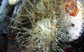 Mangrove sea anemone