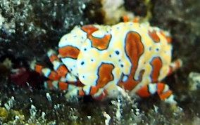 Gaudy Clown Crab - Platypodiella spectabilis 