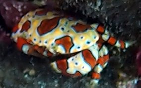 Gaudy Clown Crab - Platypodiella spectabilis 