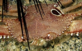 Ocellate Swimming Crab - Portunus sebae