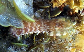 Swollen-Claw Mantis Shrimp - Neogonodactylus oerstedii