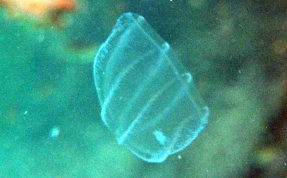 Ctenophores - Comb Jellies - USVI Caribbean