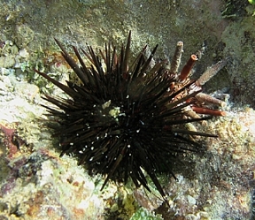 Things that Sting and other Dangerous Marine life -USVI Caribbean