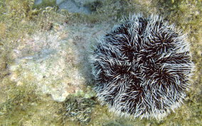 West Indian Sea Egg (Urchin) - Tripneustes ventricosus 