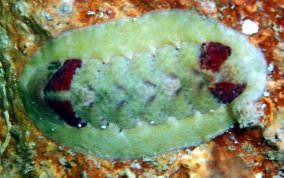 Unidentified Chiton