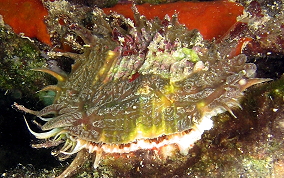 Atlantic Thorny Oyster - Spondylus americanus