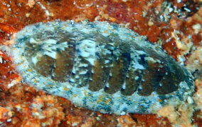 Unidentified Chiton  USVI