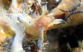 Freckled Seahare - Aplysia parvula