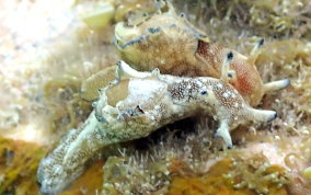 Freckled Seahare - Aplysia parvula