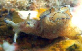 Freckled Seahare - Aplysia parvula