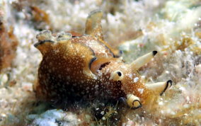 Freckled Seahare - Aplysia parvula