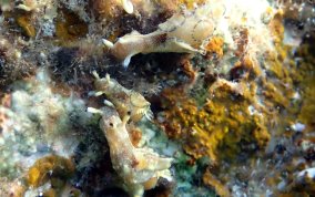 Freckled Seahare - Aplysia parvula