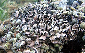 Lister Purse-Oyster - Isognomon radiatus