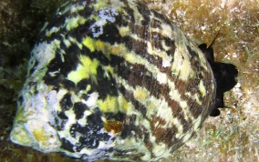 Welk - West Indian Top Shell - Cittarium pica