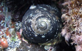 Welk - West Indian Top Shell - Cittarium pica