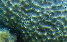 Black Ball Sponge - Ircinia strobilina