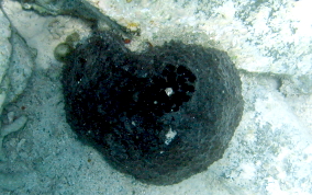 Black Ball Sponge - Ircinia strobilina - Sponge identification