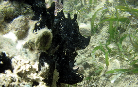 Black Pinnacle Sponge