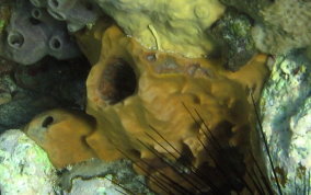 Giant Barrel Sponge (Xestospongia muta) - ANGARI Foundation