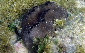 Sponge - Ircinia sp.