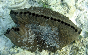 Sponge - Ircinia sp.