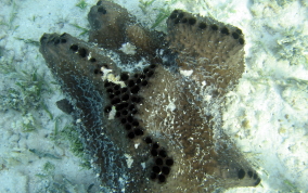 Black Ball Sponge - Ircinia strobilina - Sponge identification USVI  Caribbean