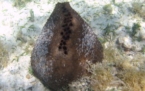 Black Ball Sponge - Ircinia strobilina - Sponge identification USVI  Caribbean
