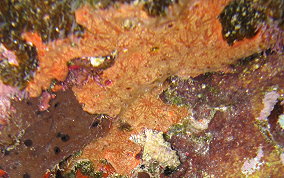 Orange Veined Encrusting Sponge - Rhaphidophlus venosus 