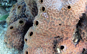 Pitted Tube Sponge - Smenospongia aurea