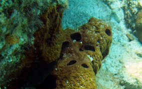 Touch-me-not-sponge - Neofibularia nolitangere