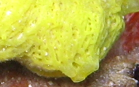 Yellow Lace Sponge - Clathrina sp.