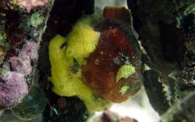 Yellow Lace Sponge - Clathrina sp..