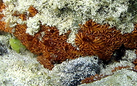 Flat tunicate